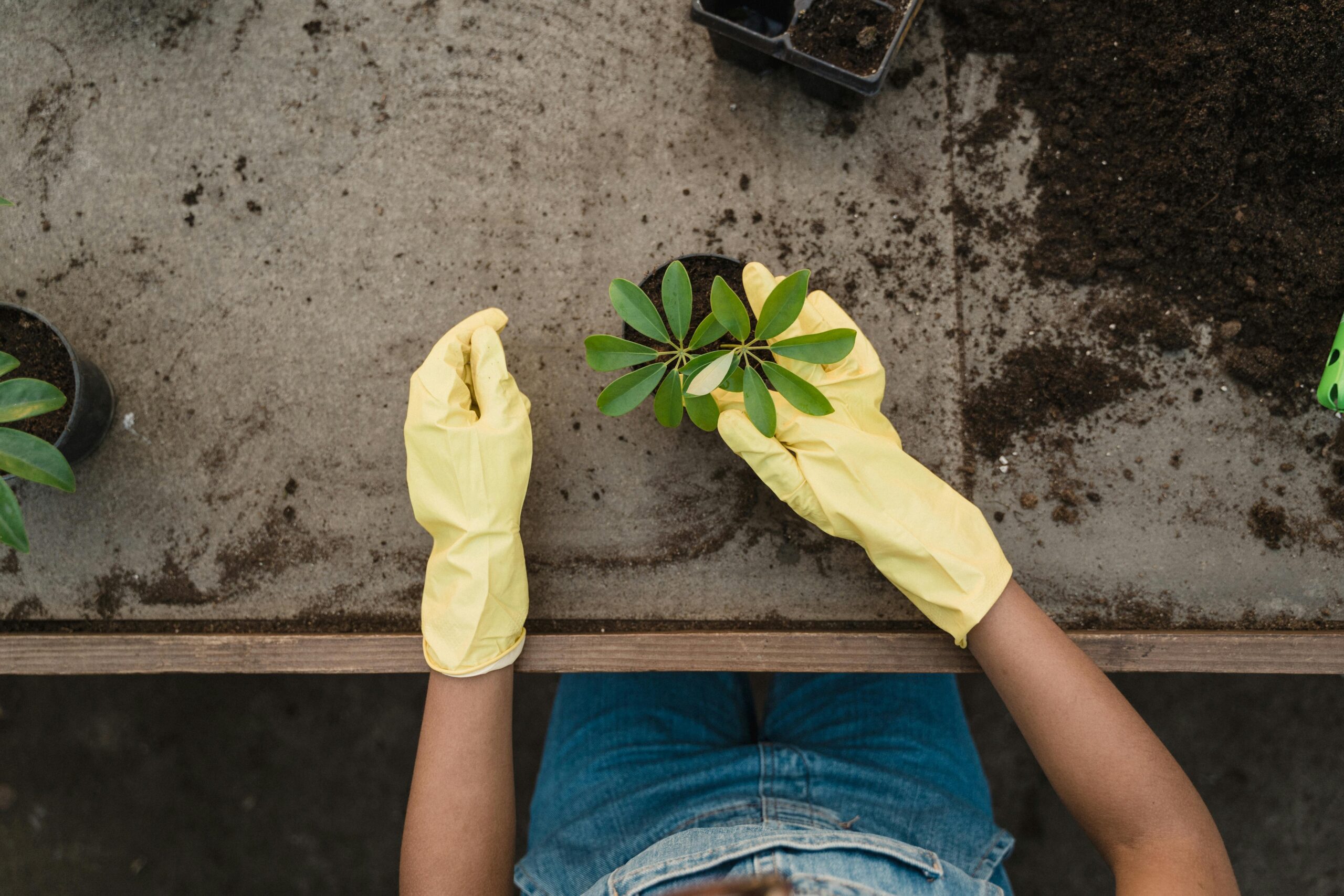Moestuin starten? Zo leg je een productieve tuin aan die bij jou past